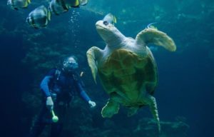 epa04985415 The 'birthday girl', a female loggerhead turtle (Caretta caretta) swims past a diver in the 350,000-litre turtle aquarium at the marine museum in Stralsund, Germany, 20 October 2015. The turtle celebrated her 50th birthday today, with a cake made of salad, squid and pollack.  EPA/STEFAN SAUER